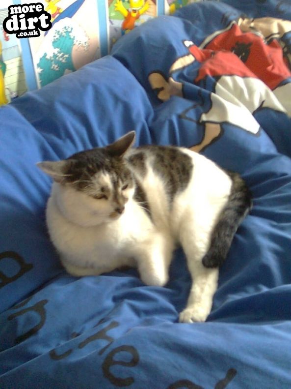 Adrenaline Alley Skate Park