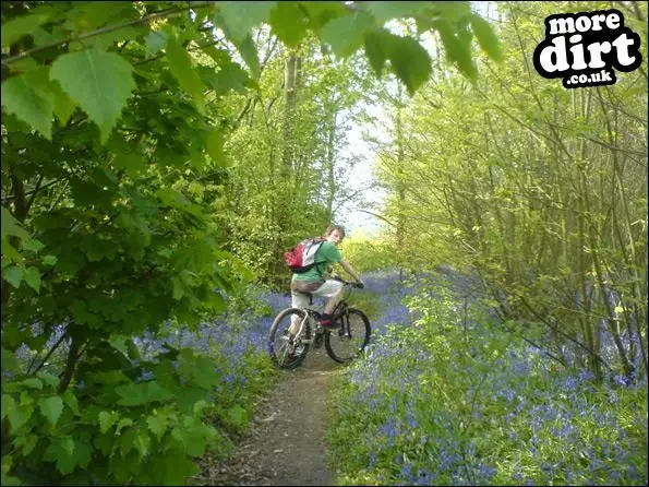 Amazing bluebells and one of the first rides where