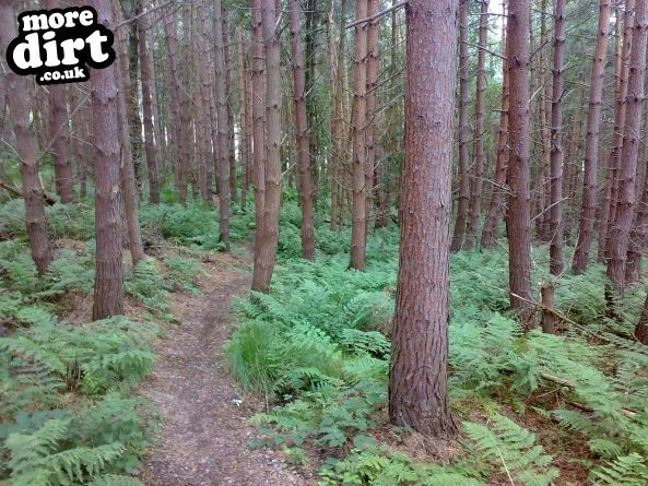 Norwood Edge Trail - Stainburn Forest
