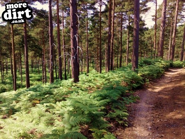 Swinley Forest Mountain Bike Centre