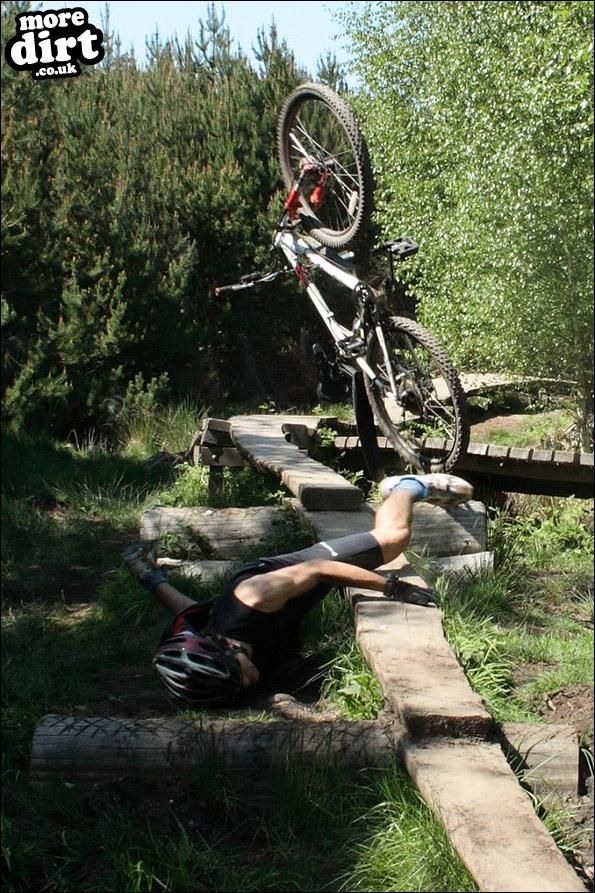 Follow the Dog Trail - Cannock Chase