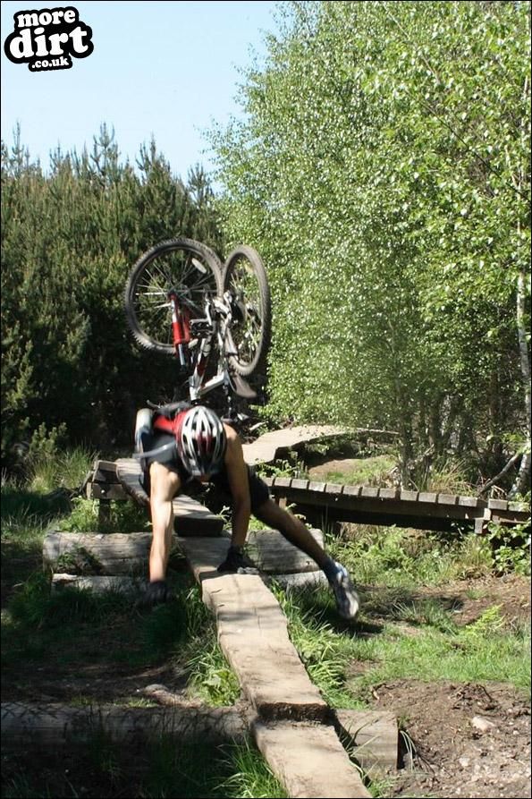 Follow the Dog Trail - Cannock Chase