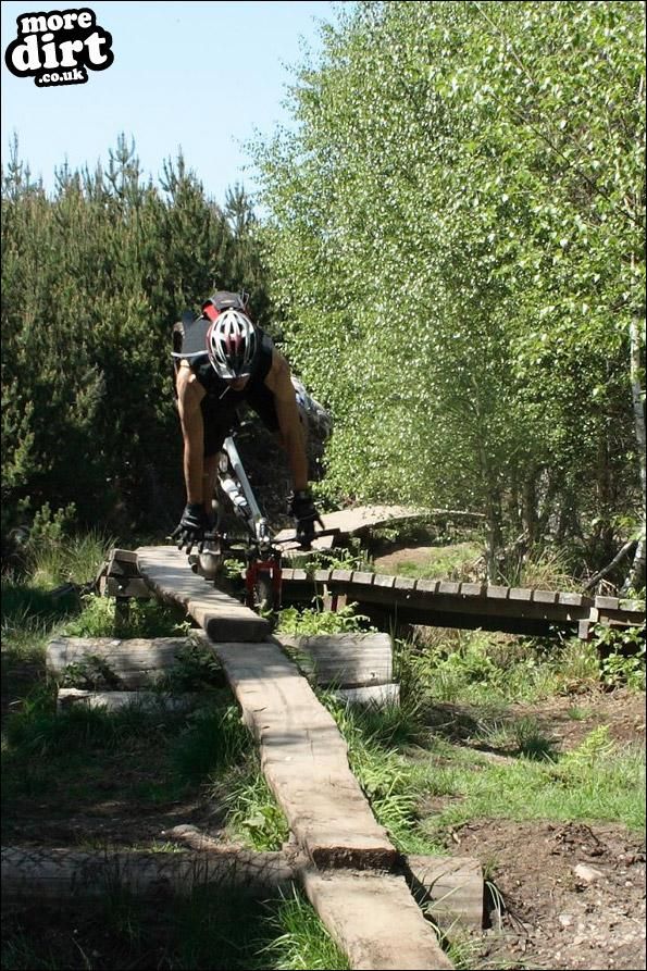 Follow the Dog Trail - Cannock Chase