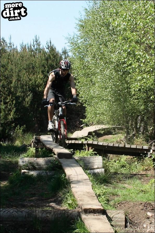 Follow the Dog Trail - Cannock Chase