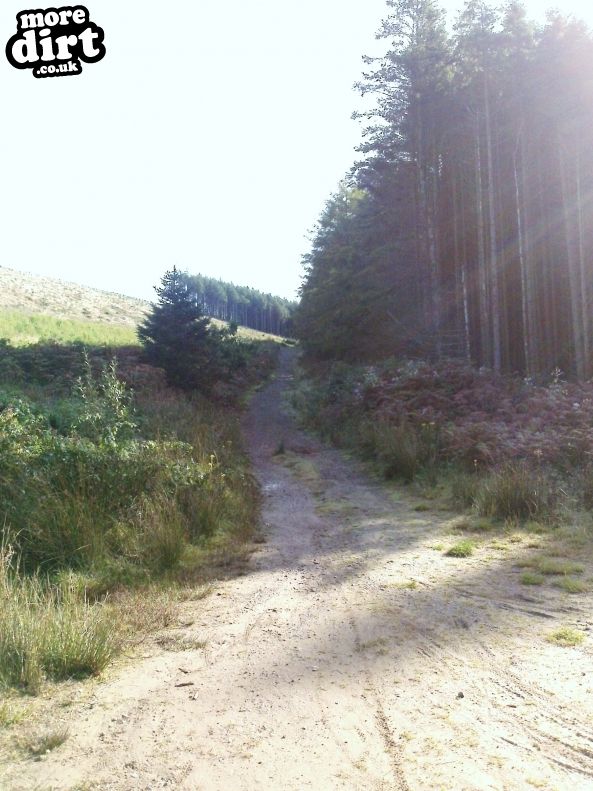 Penhydd Trail -  Afan Forest