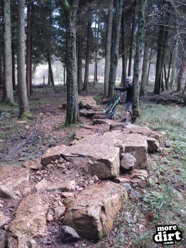 Castle Wood Skills Loop - Kielder Castle