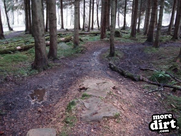 Castle Wood Skills Loop - Kielder Castle