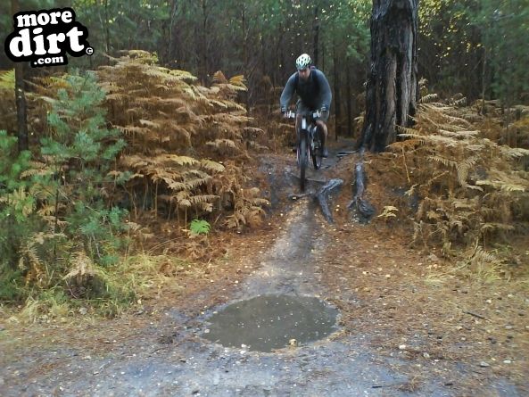Swinley Forest Mountain Bike Centre