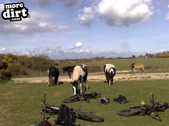 some horses eating our bikes D=
