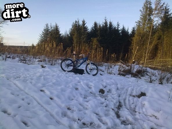 Hamsterley Forest Mountain Bike Trails