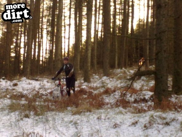 Penhydd Trail -  Afan Forest