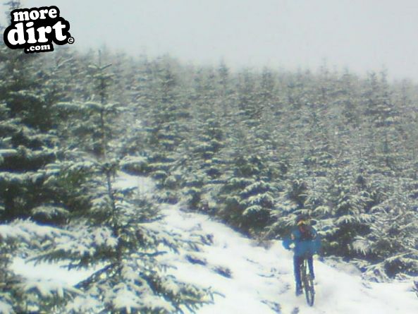Lonesome Pine Trail - Kielder Forest