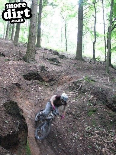 Downhill Trails - Forest of Dean