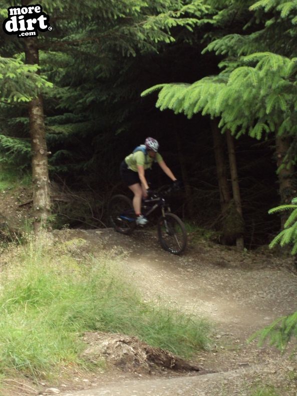 Altura Trail - Whinlatter Forest