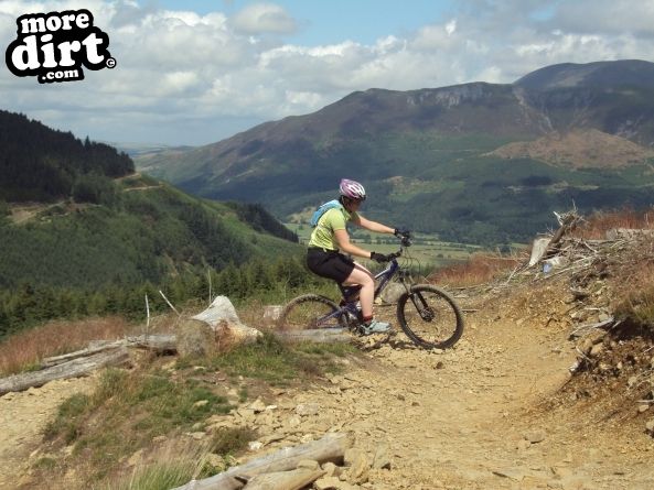 Altura Trail - Whinlatter Forest
