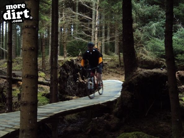 Altura Trail - Whinlatter Forest