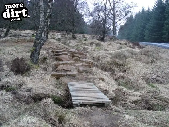 Kielder's trails have matured and are quite washed