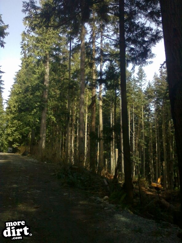 Hazardous tree removal...