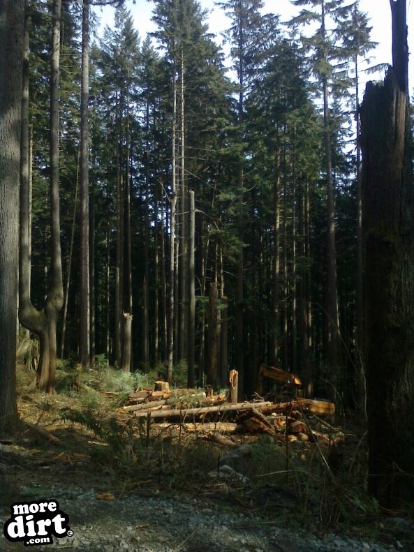 Hazardous tree removal...