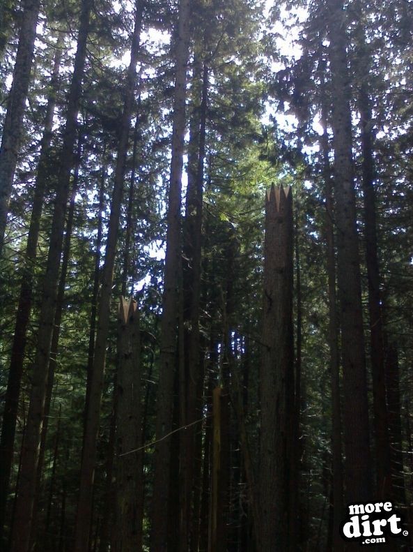 Hazardous tree removal...
