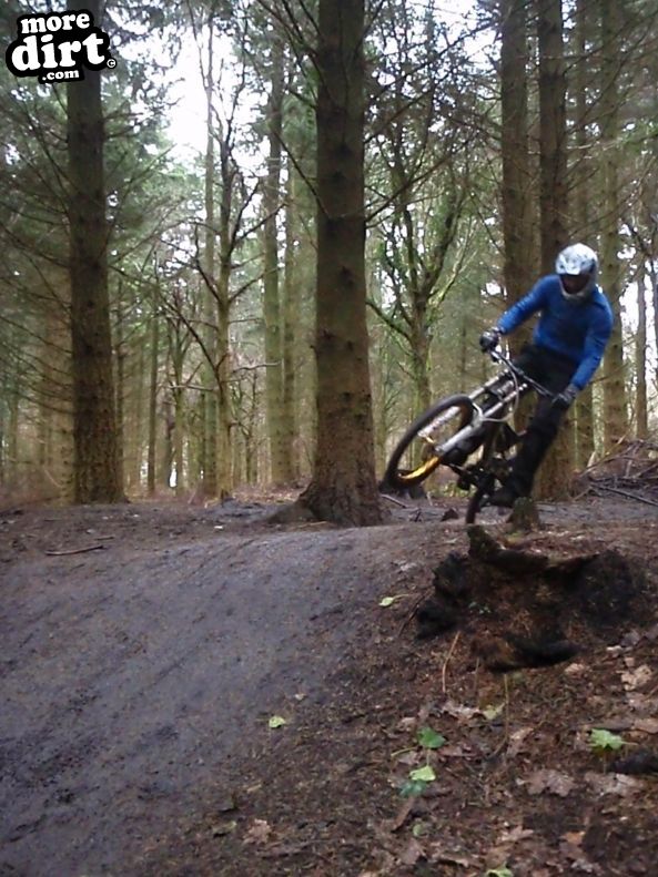 Downhill Trails - Forest of Dean