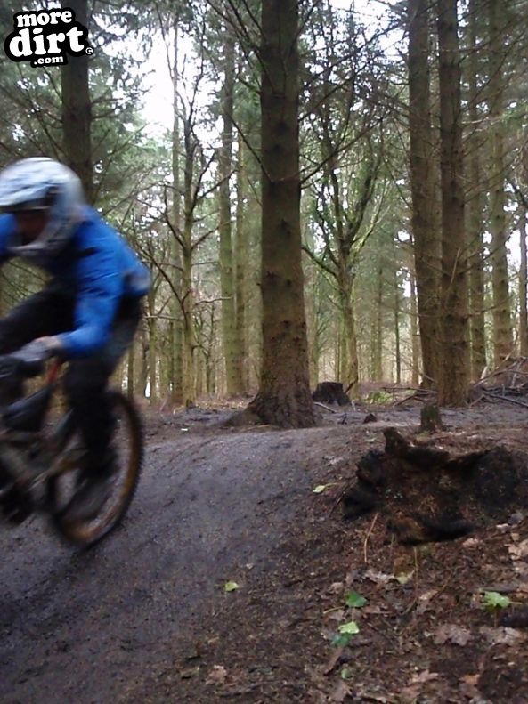 Downhill Trails - Forest of Dean