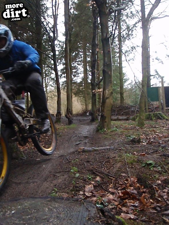 Downhill Trails - Forest of Dean