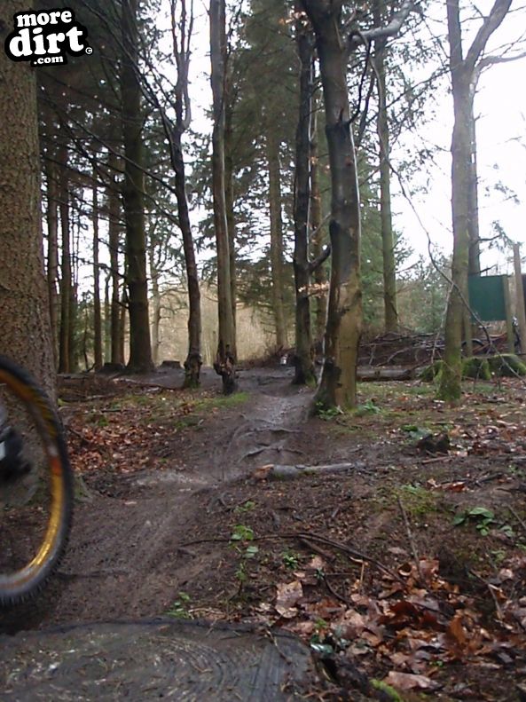 Downhill Trails - Forest of Dean