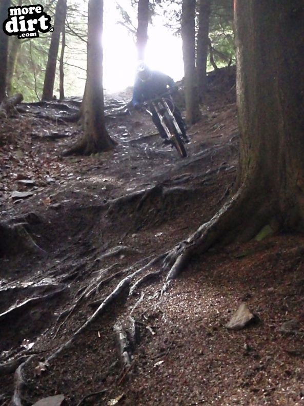 Downhill Trails - Forest of Dean