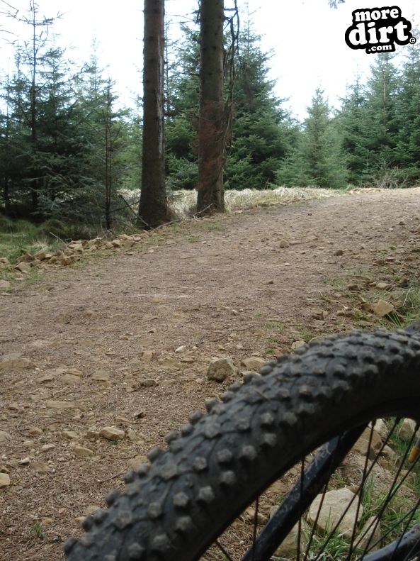 Lonesome Pine Trail - Kielder Forest