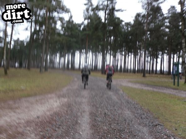 Follow the Dog Trail - Cannock Chase