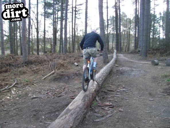 Follow the Dog Trail - Cannock Chase