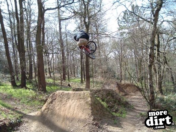 Silkstone Fall Woods