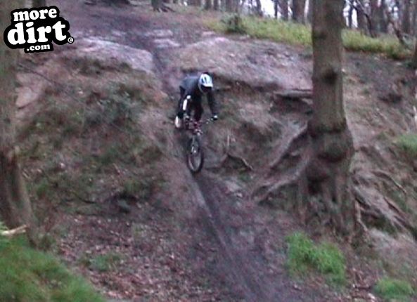 Silkstone Fall Woods