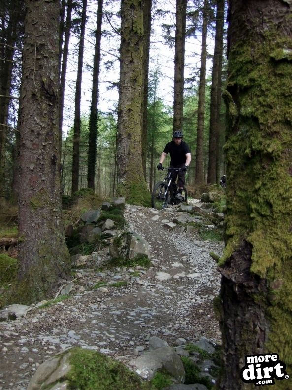 Tarw Trail - Coed-y-Brenin