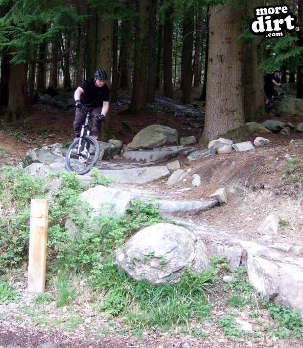 Tarw Trail - Coed-y-Brenin