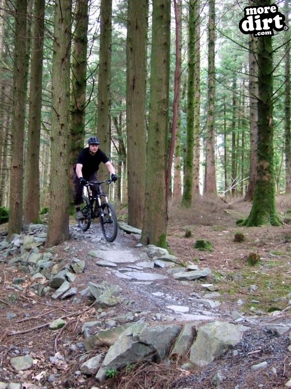 Tarw Trail - Coed-y-Brenin