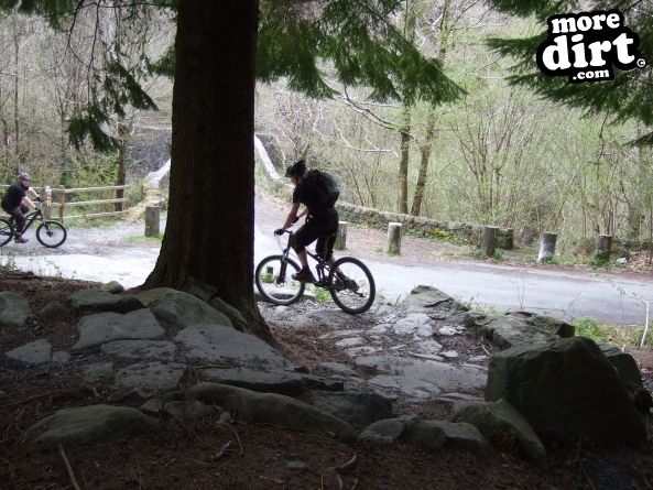 Tarw Trail - Coed-y-Brenin