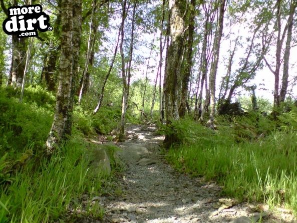 Tarw Trail - Coed-y-Brenin