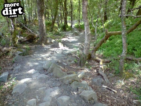 Tarw Trail - Coed-y-Brenin