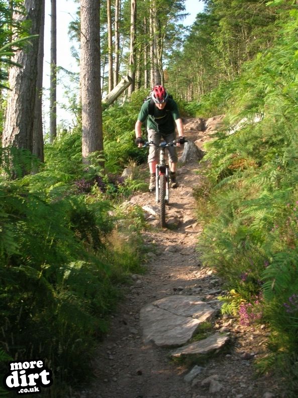 Phoenix Trail - Mabie Forest