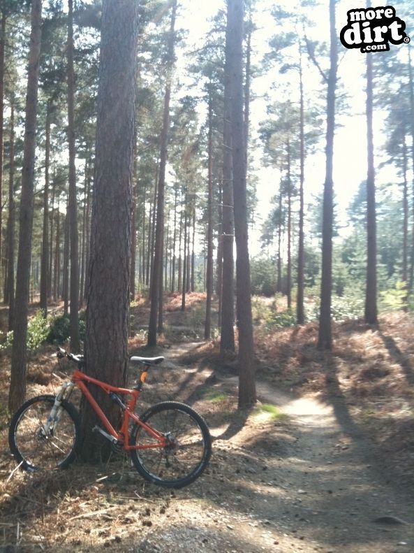 Swinley Forest Mountain Bike Centre