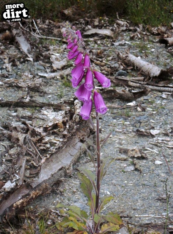 Derwen Trail - Brechfa