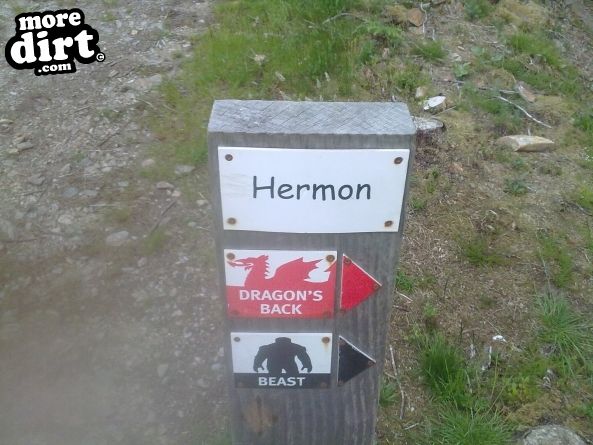 Dragons Back Trail - Coed-y-Brenin