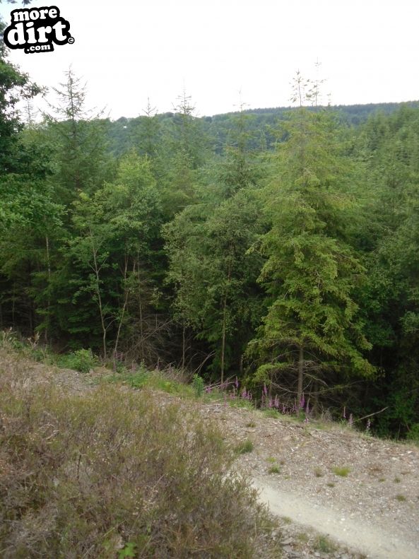 Derwen Trail - Brechfa