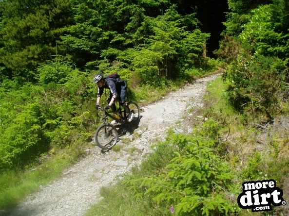 Tarw Trail - Coed-y-Brenin