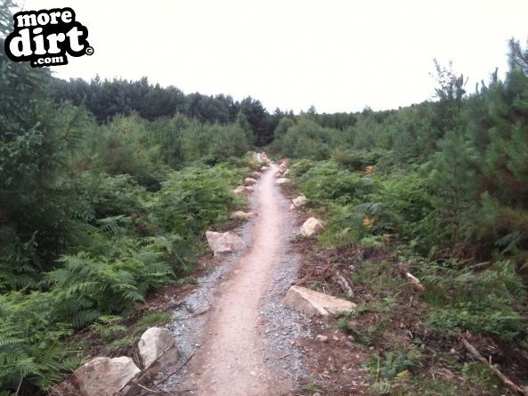 Follow the Dog Trail - Cannock Chase