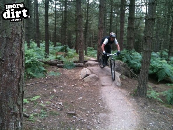 Monkey Trail - Cannock Chase