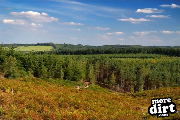 Follow the Dog Trail - Cannock Chase