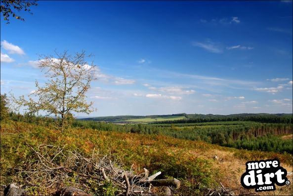 Follow the Dog Trail - Cannock Chase